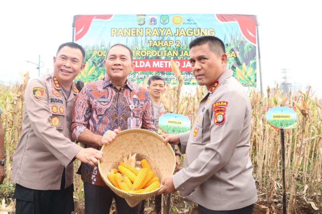 Polda Metro Jaya Panen Jagung di Bantaran Kali Ciliwung Tanah Abang, Jakarta Pusat