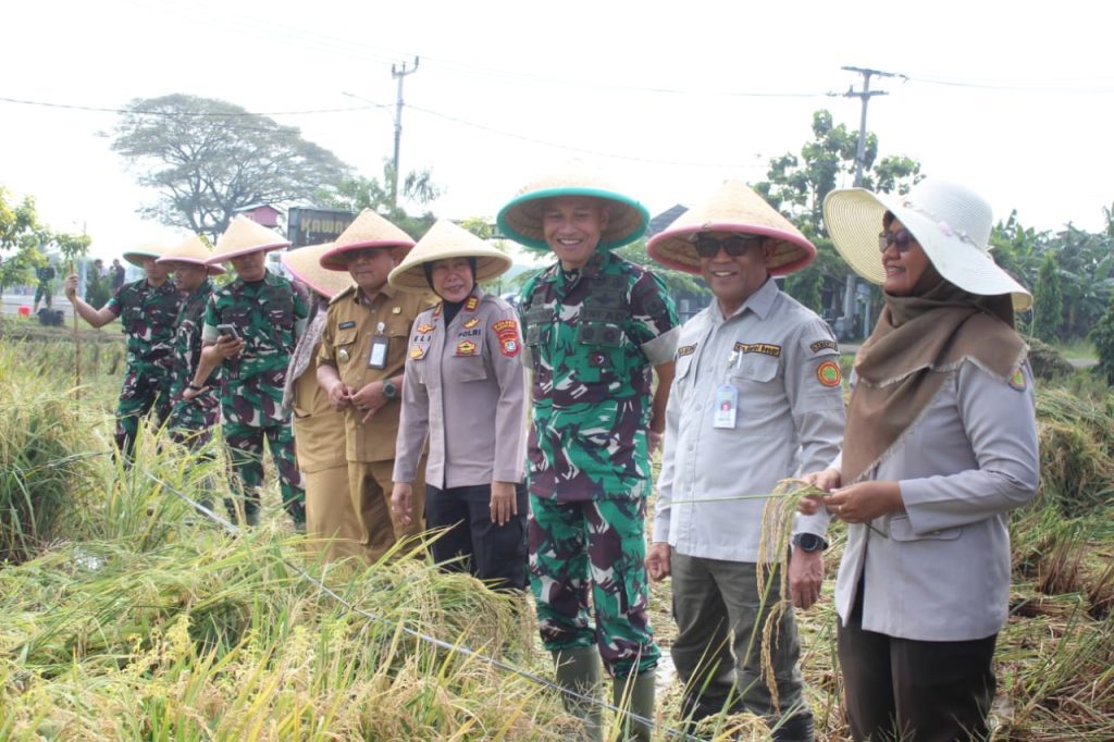 Danrem 051/WKT dan Aster Kasdam Jaya Panen Raya Padi di Lahan Pertanian Terpadu Bekasi