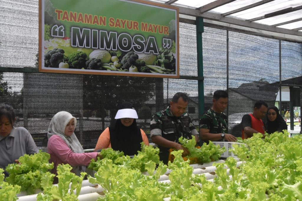 Dandim 1710/Mimika Bersama Ketua Persit KCK Cab. XXXV Melaksanakan Panen Slada Di Kebun Hidroponik Mimosa Persit KCK Cab. XXXV Kodim 1710/Mimika