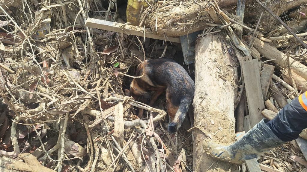 Tindak Lanjut Laporan Warga, Satwa K-9 Polri Berhasil Temukan Jenazah di Aceh Tamiang