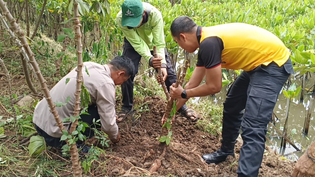 Dukung Ketahanan Pangan, Polsek Metro Penjaringan Panen Raya Singkong di Kapuk Muara